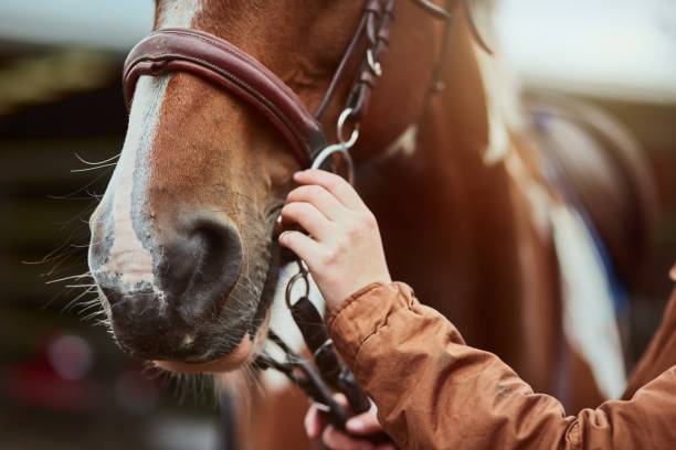 Equestrian Gear